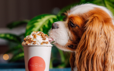 Le brunch le plus dog-friendly de Paris